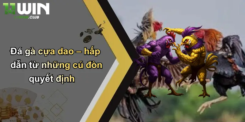 Đá gà cựa dao – hấp dẫn từ những cú đòn quyết định